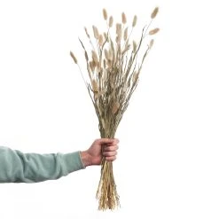 Butlers 2x Trockenblumen Lagurusgras Länge 70cm FLOWER MARKET In Natur