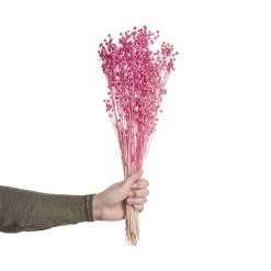 Butlers Trockenblumen Linium Länge 50cm FLOWER MARKET In Pink