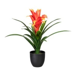Creativ Green Deko-Pflanze Bromelia Guzmania In Rot