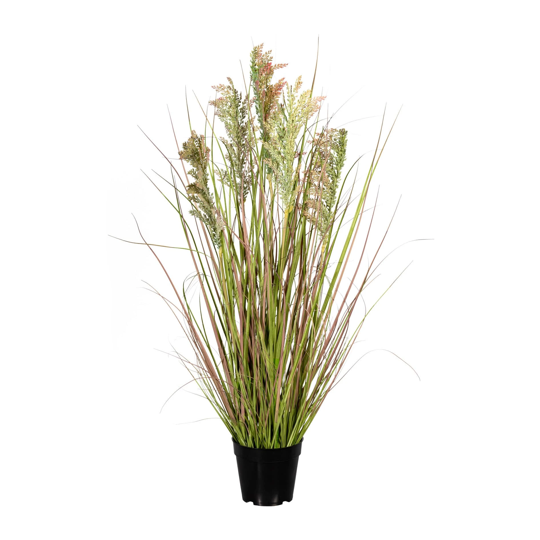Creativ Green Deko-Pflanze Rispenhirse In Grün-pink