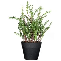 Creativ Green Deko-Pflanze Zitronenthymian In Grün