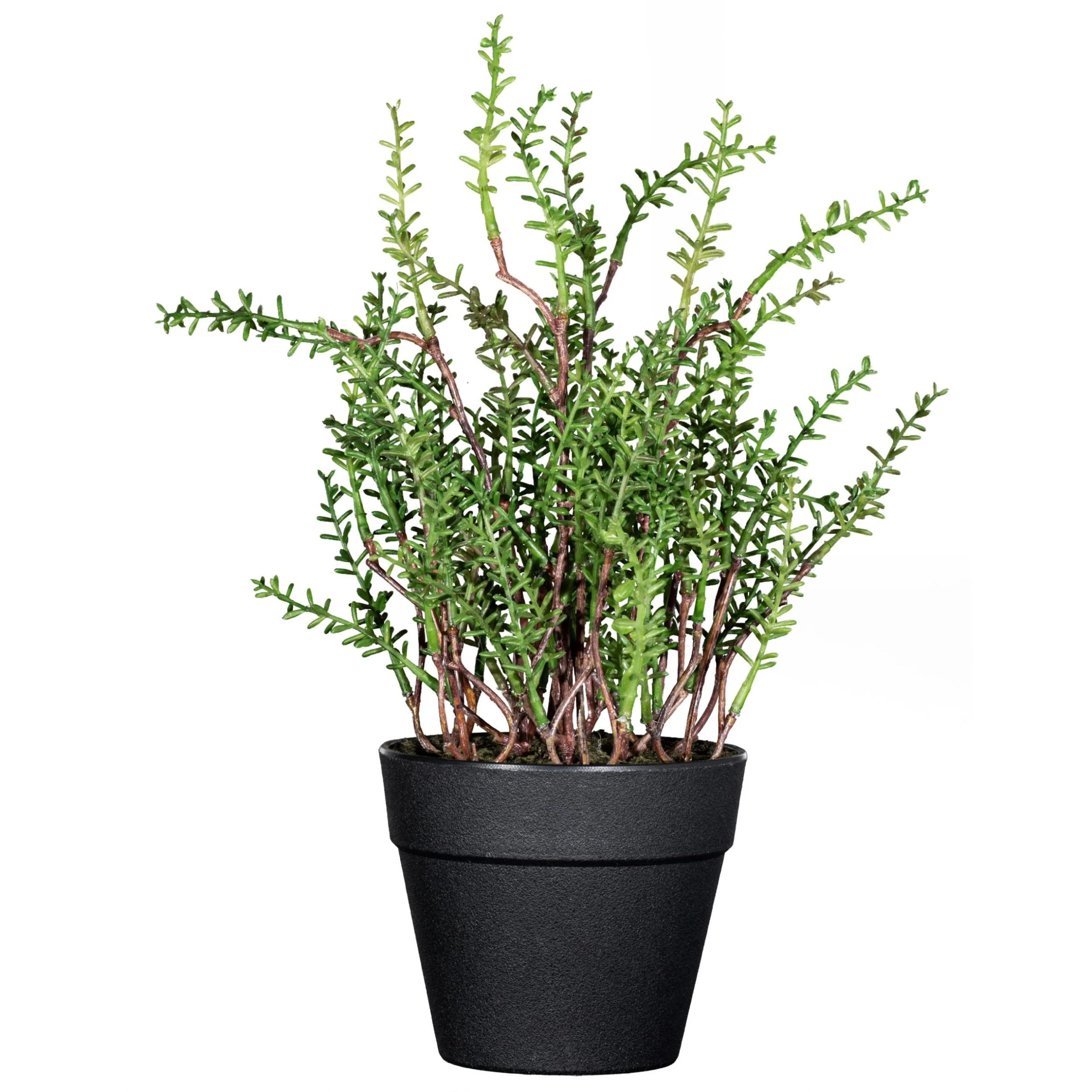 Creativ Green Deko-Pflanze Zitronenthymian In Grün