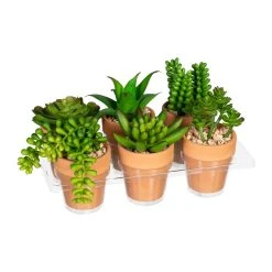 Creativ Green Deko-Sukkulente Mini In Grün