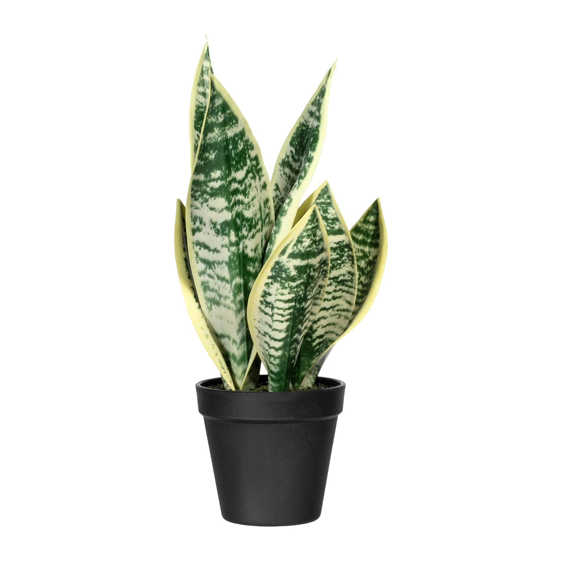 Creativ Green Deko-Sukkulente Sanseveria In Grün-weiß