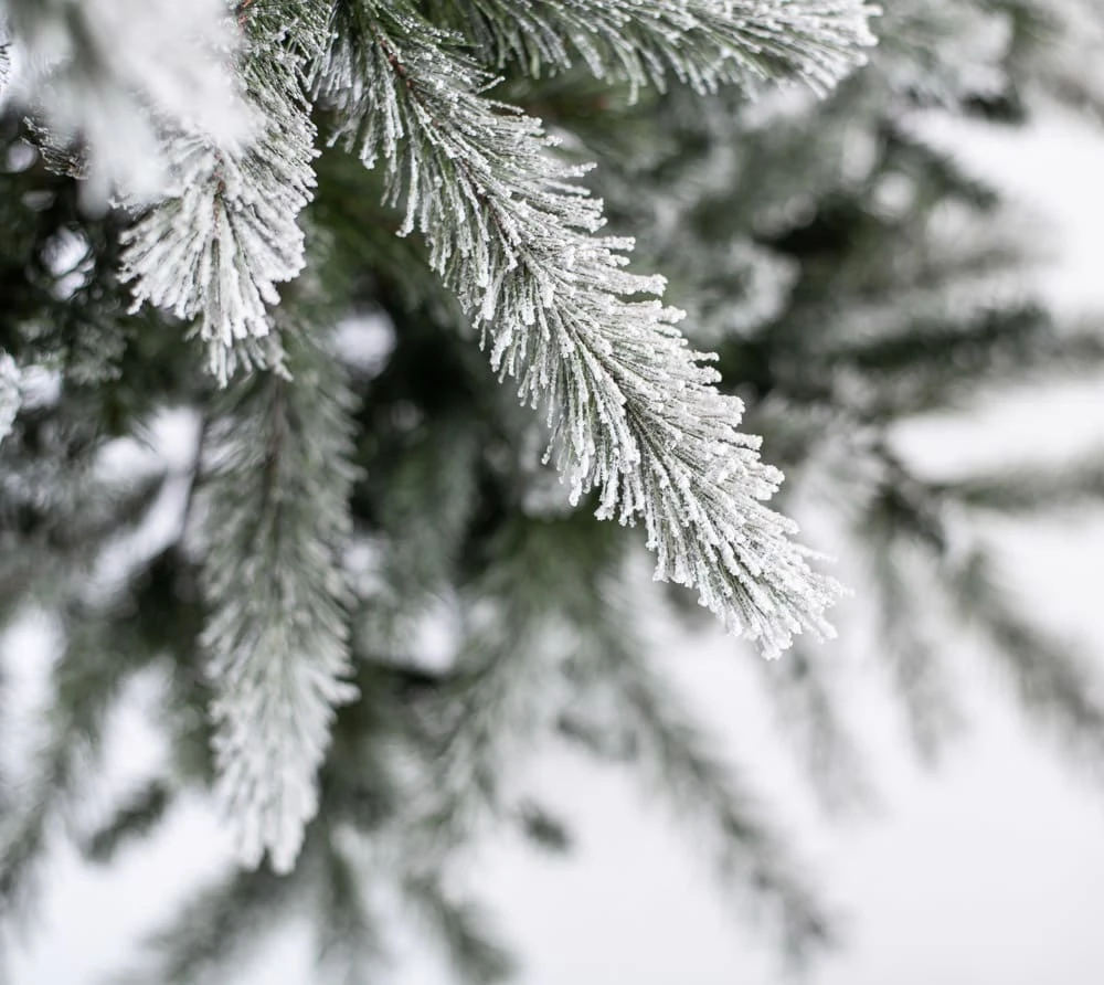 Evergreen Weihnachtsbaum Cedar Kiefer Frost In Weiß - 114x114x210cm – Bild 5