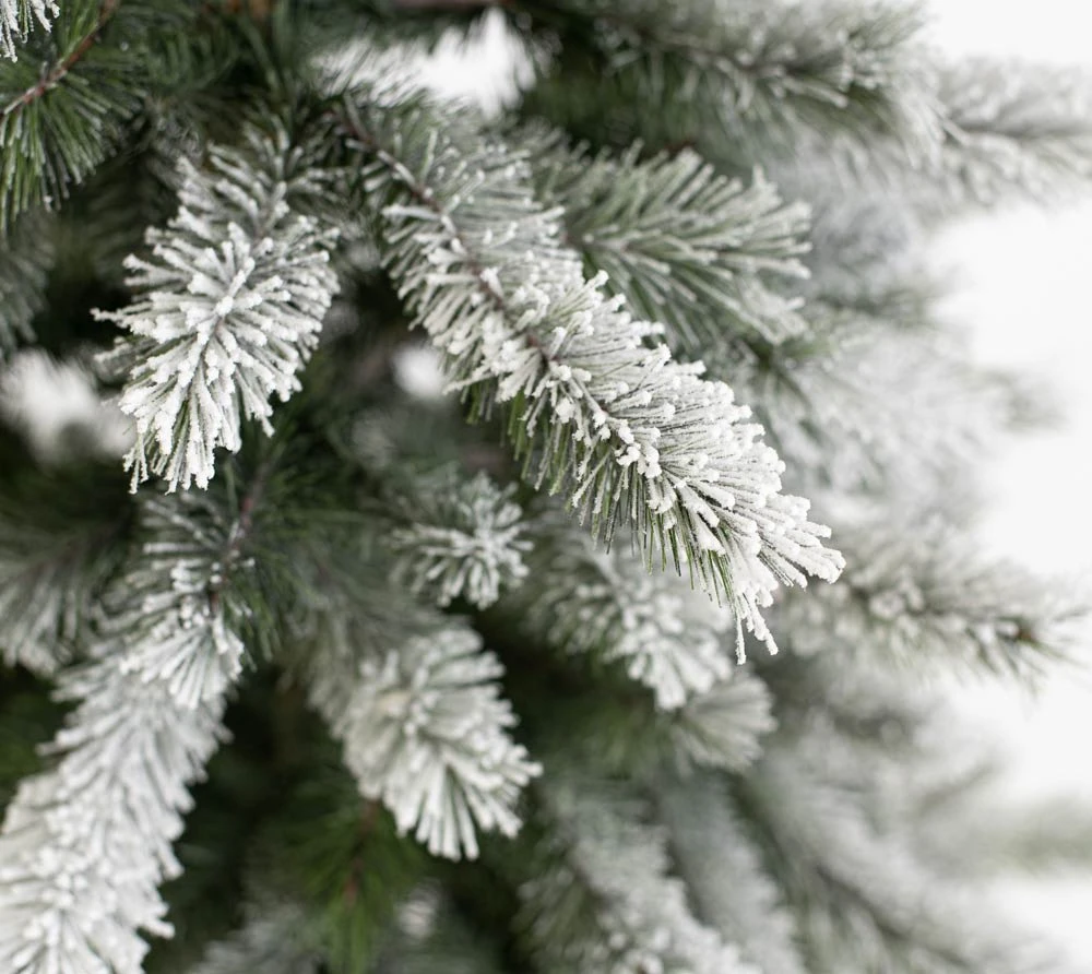 Evergreen Weihnachtsbaum Cedar Kiefer Frost In Weiß - 114x114x210cm – Bild 6