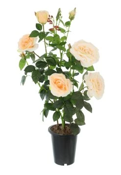 HomeLiving Deko-Rosenstrauch "Deko-Rosenstrauch" 170x170x820 In Bunt