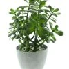 HomeLiving Pflanze "Crassula Ovata" 400 In Grün