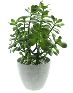 HomeLiving Pflanze "Crassula Ovata" 400 In Grün