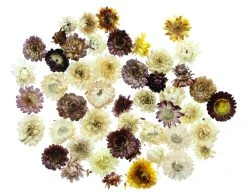 HomeLiving Spar-Set 2x Deko "Potpourri", Ø 2 Cm - 4 Cm In Bunt