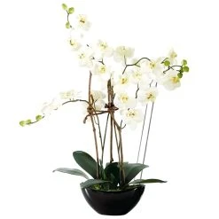 PureDay Kunstpflanze Orchidee Modern, Weiß/Schwarz